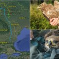 Užfiksavo lietuviškų paukščių kelionę į šiltuosiuos kraštus: pažiūrėkite, kaip atrodo jų maršrutai