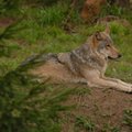 Per mėnesį išnaudota pusė vilkų medžioklės kvotos
