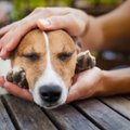 Pavojinga liga šunį užkrėtusią erkę vos pavyko rasti: veterinarė perspėjo, ko reikėtų ypač pasisaugoti