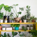 Pamirškite oro kondicionierius: kambariniai augalai, kurie gaivina ir valo orą