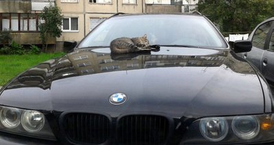 Žirmūnų gyventojai juokaudami teigia, jog laukinės katės laukia į kiemą įvažiuojančių automobilių, kaip mobilių šildytuvų. Ir prastesnių palaipiojimui dažniausiai nesirenka