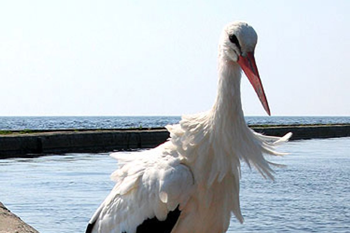 Žiemoti neišskrendantiems gandrams - speciali prieglauda - Delfi mokslas