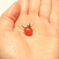 Skaitytojų derliaus rekordai: milžiniški riešutai prieš cento dydžio pomidorą