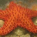 Ramiojo vandenyno koralų rifuose rasta reta jūrų žvaigždė