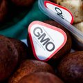 Vokietijos ūkininkai protestuoja prieš GMO