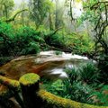 Džiunglių įstatymai Amazonėje - užgrobę teritorijas vietiniai parduoda medieną ir visa, kas gyva
