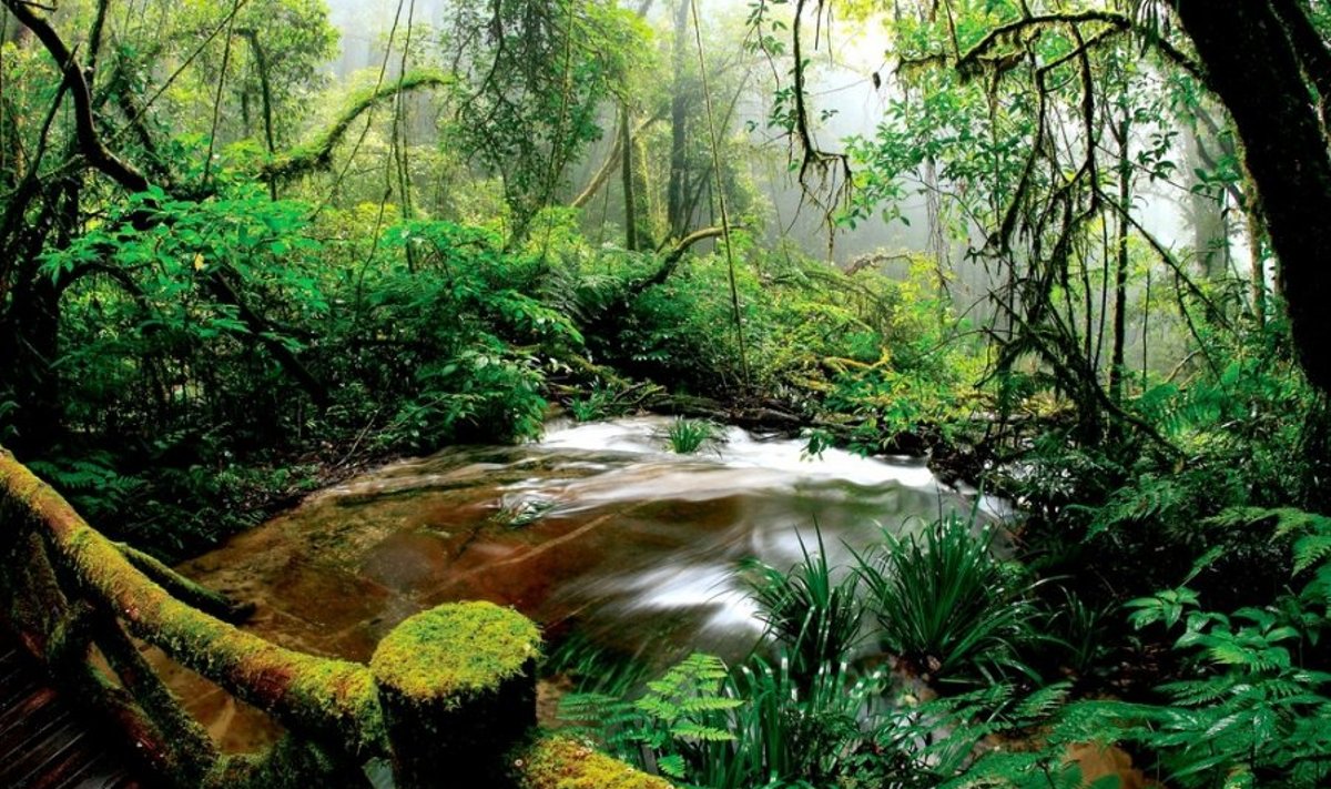 Amazonės miškai niokojami medkirčių kirvių