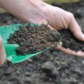 Rudeninis tręšimas – kaip elgtis su kompostu, durpėmis, mėšlu ir pelenais