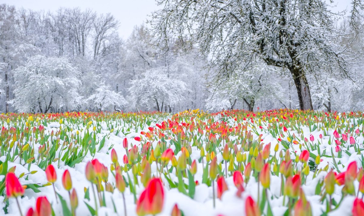 Sniege žydi tulpės 