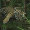 Australijos zoologijos sode pristatyti trys naujagimiai tigriukai