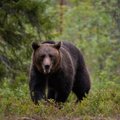 В Литву возвращаются медведи: один из них даже перезимовал в нашей стране