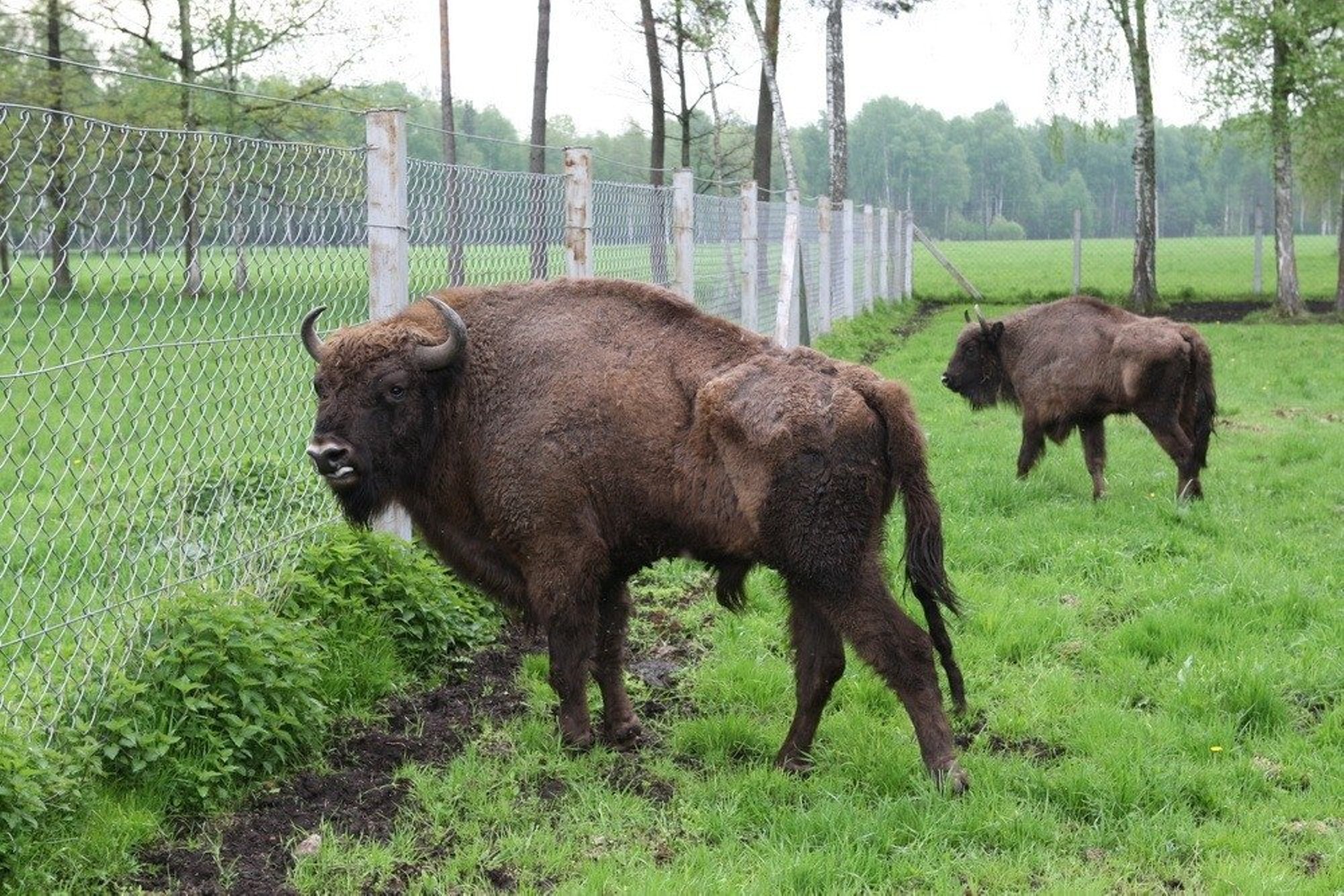 Mažajai Pašilių Stumbriukei Renkamas Vardas - Delfi Grynas