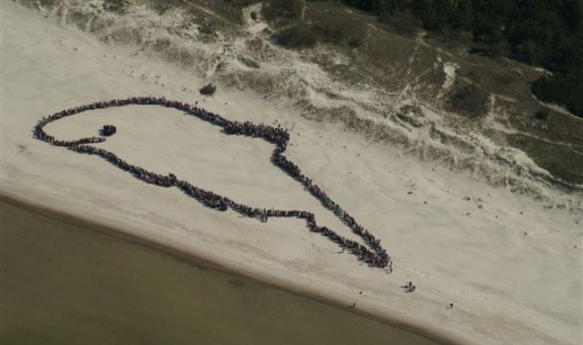 Smiltynėje pusantro tūkstančio žmonių pavaizdavo jūros kiaulę, A.Stanevičiaus nuotr.