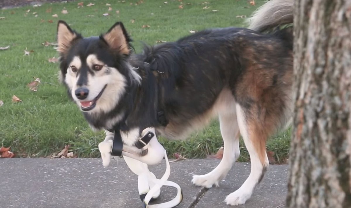 Šuo, kuriam sukurti priekinių kojų protezai