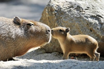Kapibara yra didžiausias pasaulio graužikas