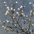 Pražydusios japoniškos magnolijos atvėrė pavasarinės šilumos versmę