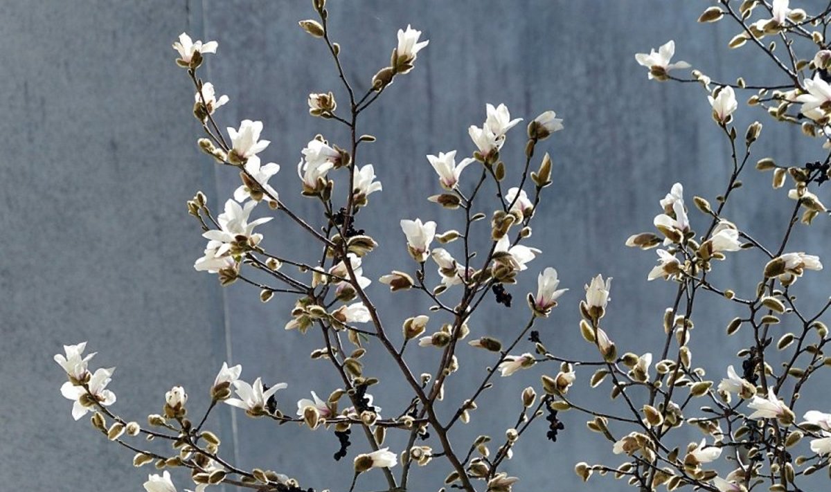 Pražydusios japoniškos magnolijos „atvėrė pavasarinės šilumos versmę“