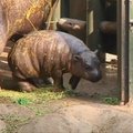 Čilės zoologijos sode vaizdo kamera užfiksuotas hipopotamuko gimimas
