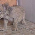 Liūtės ir tigro jauniklis džiugina laukinių gyvūnų rezervato lankytojus