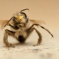 Ar galima kaip nors sužinoti, kad esu alergiškas bičių įgėlimui, kaip apsisaugoti?