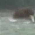 Vaizdo įraše matyti upe brendantis mamutas?
