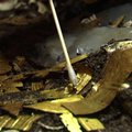 Meksike archeologai aptiko auksu išpuošto vilko liekanų