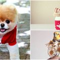 Reto mielumo nuotraukos: gyvūnai žvaigždės „Instagram“ tinkle
