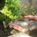 Džiaugsmas žvejams: Šventosios upėje padaugėjo vertingų žuvų
