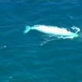 Prie Australijos kranto pastebėtas kuprotasis banginis albinosas