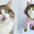 Tikras pamaiva: katino išraiškos linksmina internautus