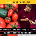 Alfo bandymų stotis. Kaip reikia laikyti daržoves ir vaisius: ar žinojote, kad pomidorų ir agurkų kartu laikyti negalima?