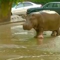 Per potvynį Tbilisyje žuvo 9 žmonės, iš zoologijos sodo pabėgo gyvūnai