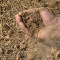 Atsitiesti po ištikusios sausros Lietuvos ūkiams sunku: situacija nežiba, daug ūkių turi problemų