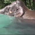 Nepaliks abejingų: dramblys plaukioja didžiuliame permatomame baseine