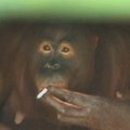 Rūkanti orangutanė bus perkelta į sveikesnę aplinką