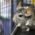 JAV fondas skyrė paramą gyvūnų teisių aktyvistams Lietuvoje