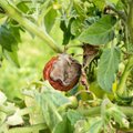 Ką daryti, jei pomidorų lapai susisukę: keli dalykai tikrai padės