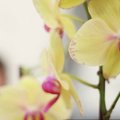 Kaip išsirinkti orchidėją?