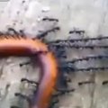Kaip skruzdės įveikė šimtą kartų didesnį šimtakojį