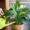 Močiutės receptas: kaip paruošti skystas trąšas kambariniams augalams