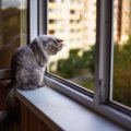 Avarinės tarnybos meistrų poelgis šokiravo jonavietę: katino gaišeną numetė tiesiog po langais