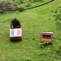 Vokietija – Prancūzija: gorilos prognozuoja, kad bus sunku