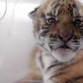 Nykstančių tigrų globos centre Kinijoje tigriukams renkami vardai