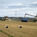 Lietuvos ūkininkai bijo „juodųjų“ grūdų antplūdžio