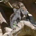 San Diego zoologijos sodo goriliukė pradeda judėti savarankiškai