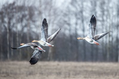 Į Lietuvą atėjo pavasaris