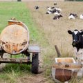 Nauja kaimo realybė – supirkėjas už 480 kg karvę sumokėjo 62 eurus