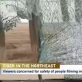 Sugautas kinę užpuolęs amūrinis tigras
