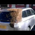 Nematytas reiškinys: tūkstančiai bičių daugiau nei parą terorizavo moters automobilį