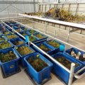 Mokslininkai rado būdą, kaip išvalyti užterštą dirvožemį: pasitelkiamos unikalios augalų savybės